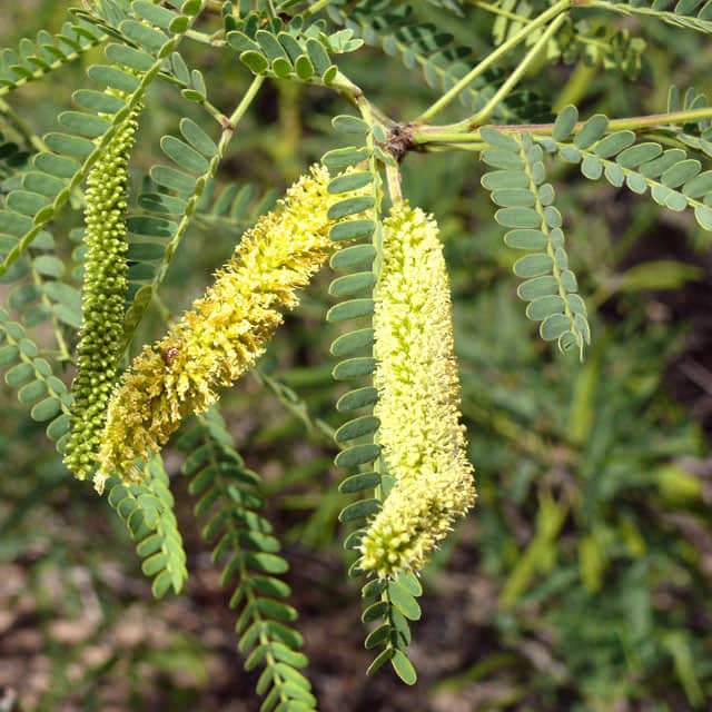 Prosopis velutina