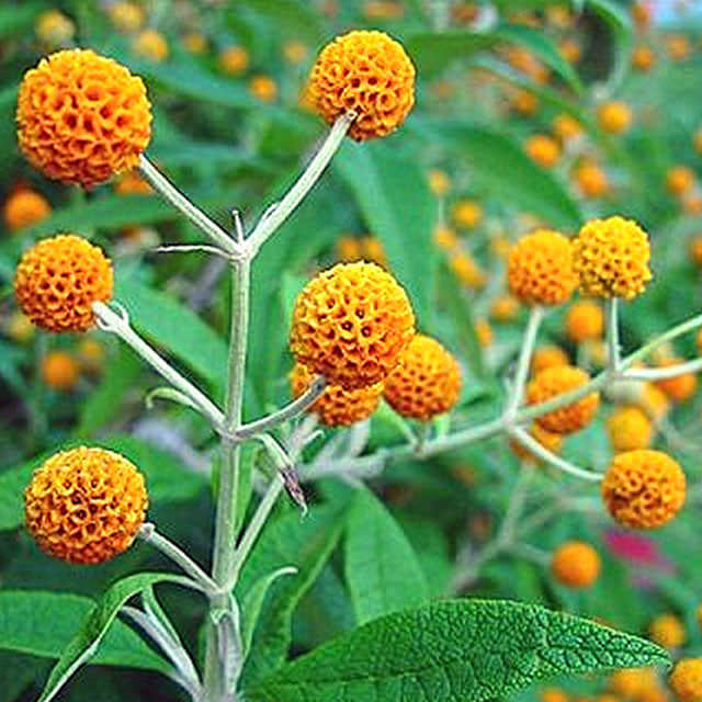 Buddleja globosa