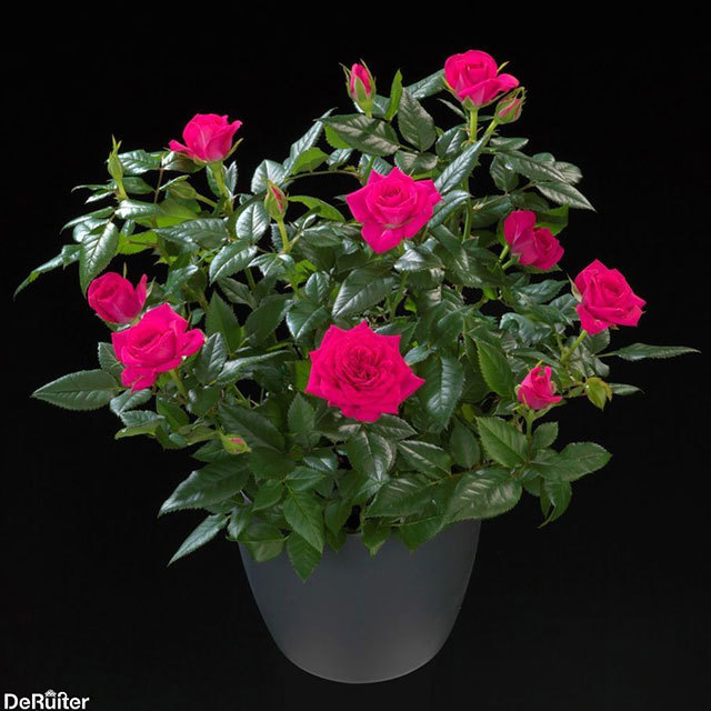 Mini Rose Violet Jewel Fine Webbing