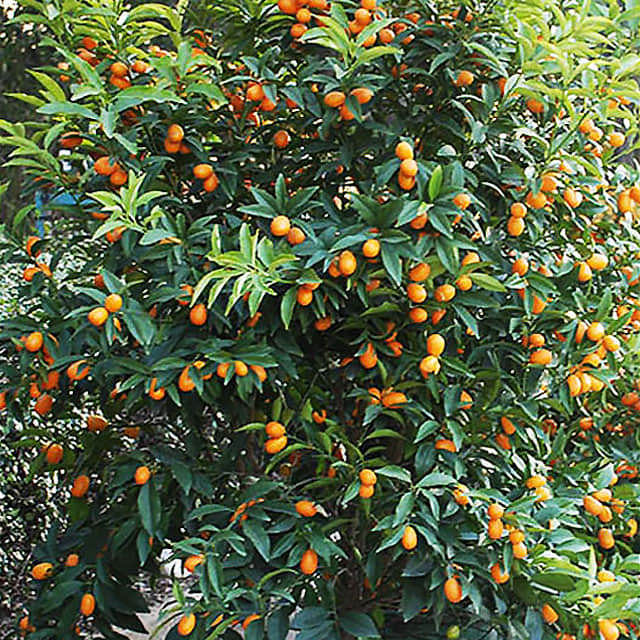 Poncirus trifoliata