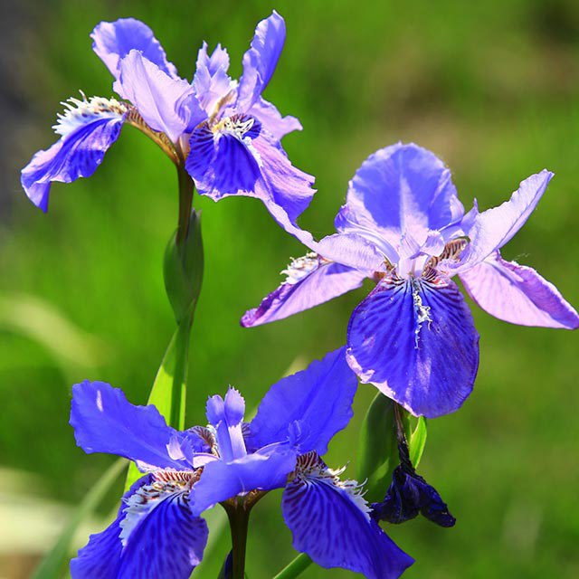 Iris germanica