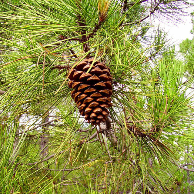 Pinus pinaster