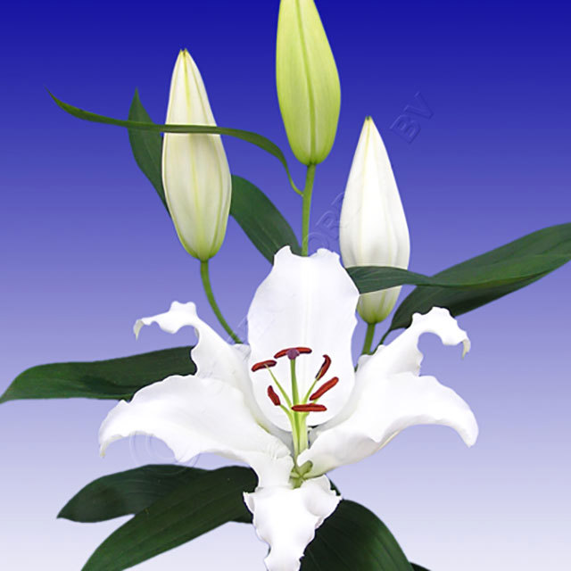 Lilium oriental Segura Fine Webbing