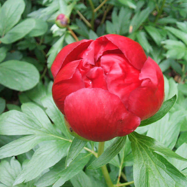 Paeonia peregrina