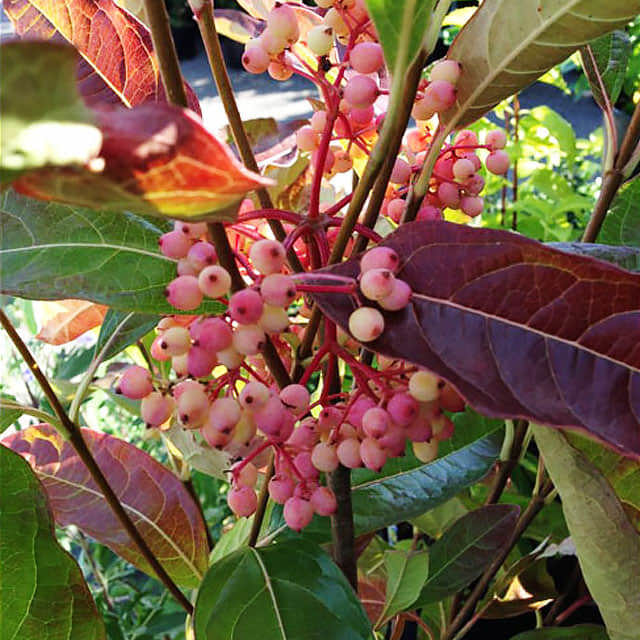 Viburnum nudum Brandywine