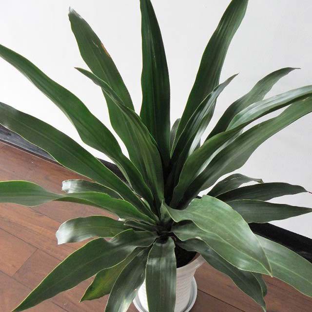 Dracaena arborea