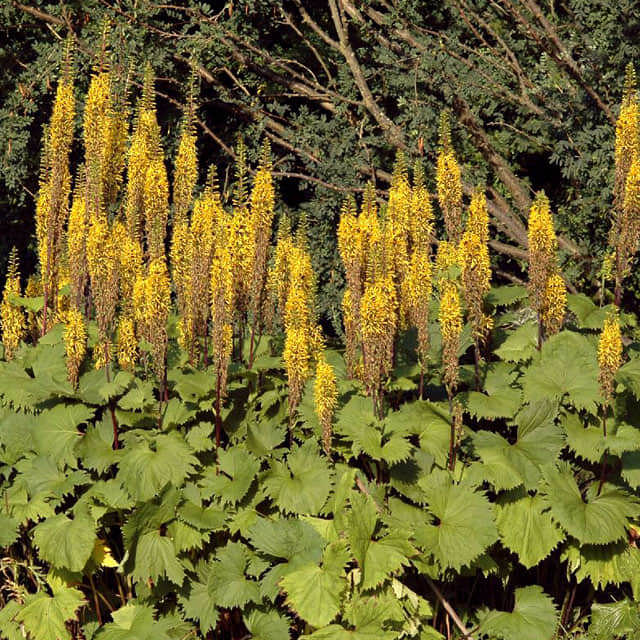 Ligularia stenocephala