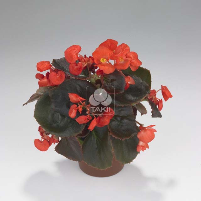 Begonia Havana Scarlet 8276