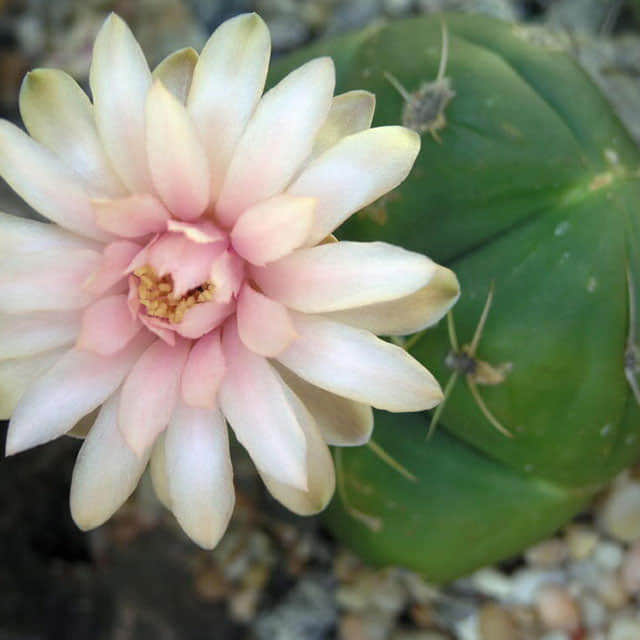 Gymnocalycium horstii