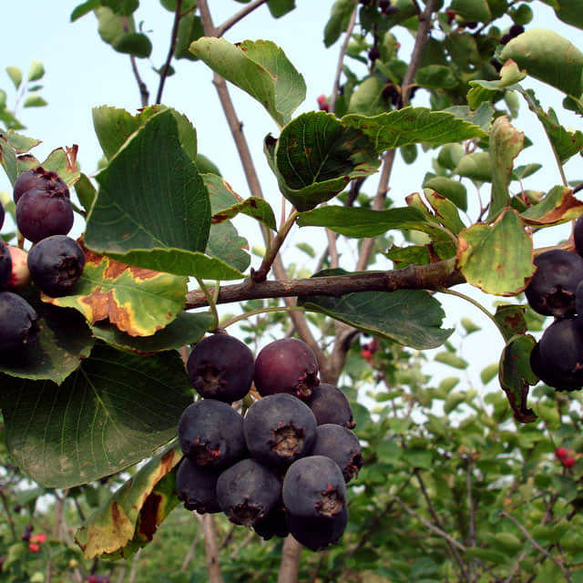 Amelanchier arborea