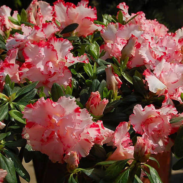 Rhododendron atlanticum Sudden Leaf Drop