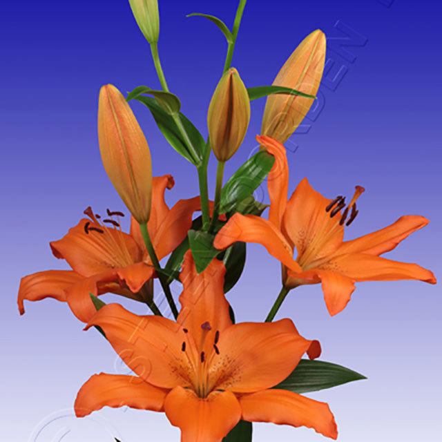 Lilium LA Hybrid Arlington White Powder