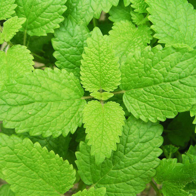Mentha × gracilis Drooping Leaves