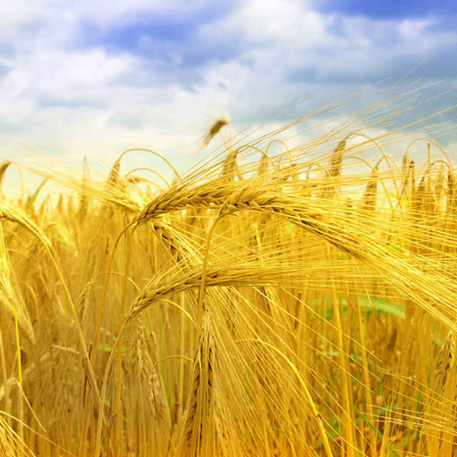 Hordeum vulgare