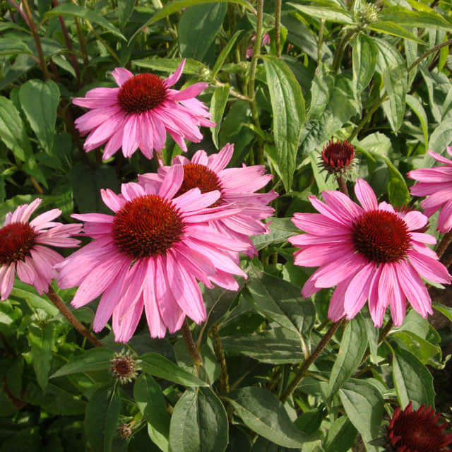 Echinacea purpurea White Powder
