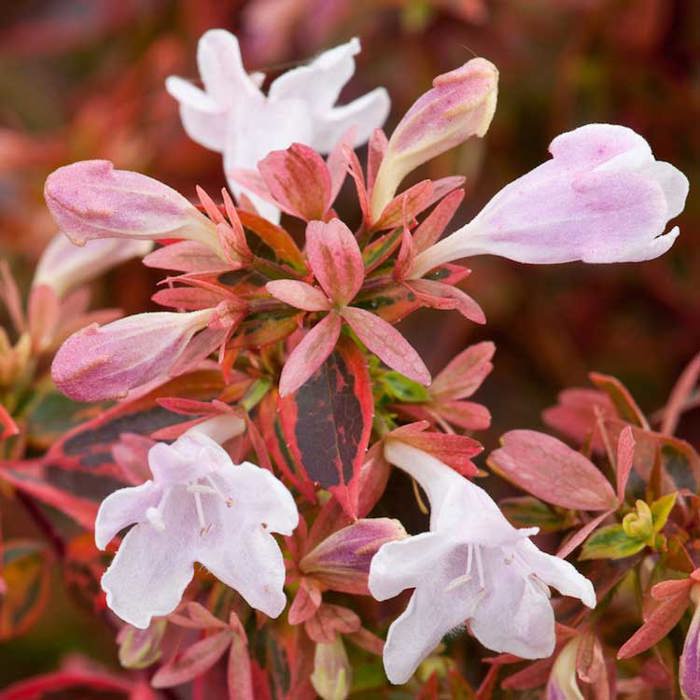 Abelia x grandiflora