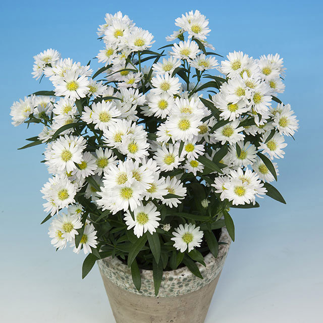 Chrysanthemum Summer Surprise Claire Fine Webbing