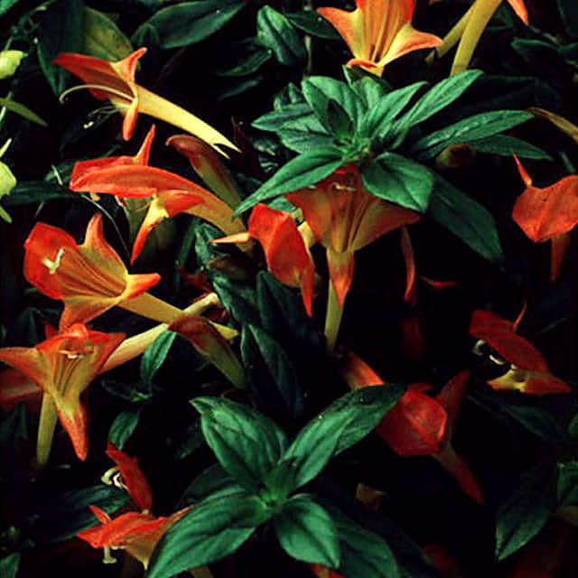 Aeschynanthus pulcher Black Pagoda