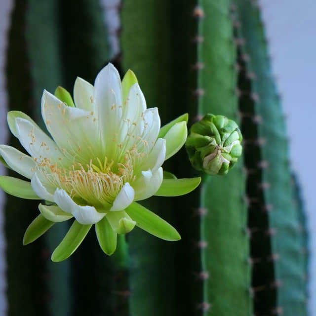 Hylocereus undatus