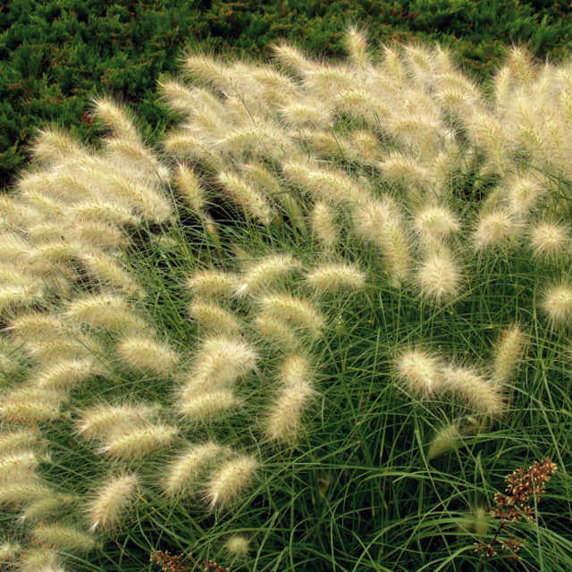Pennisetum villosum