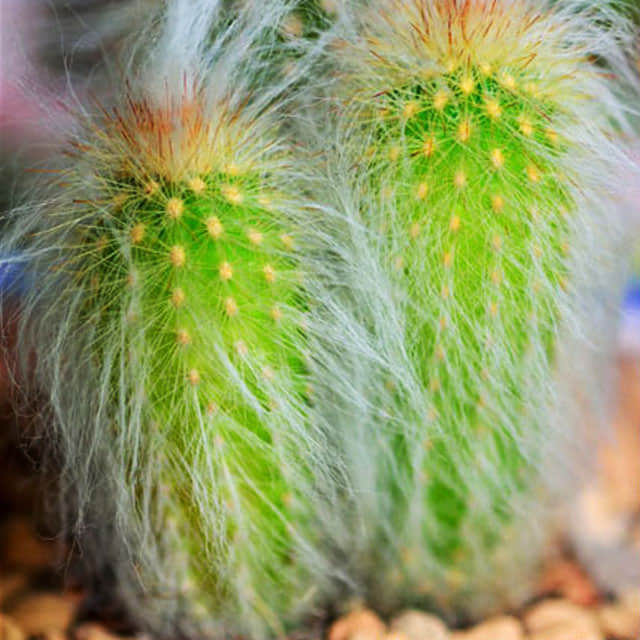 Espostoa lanata