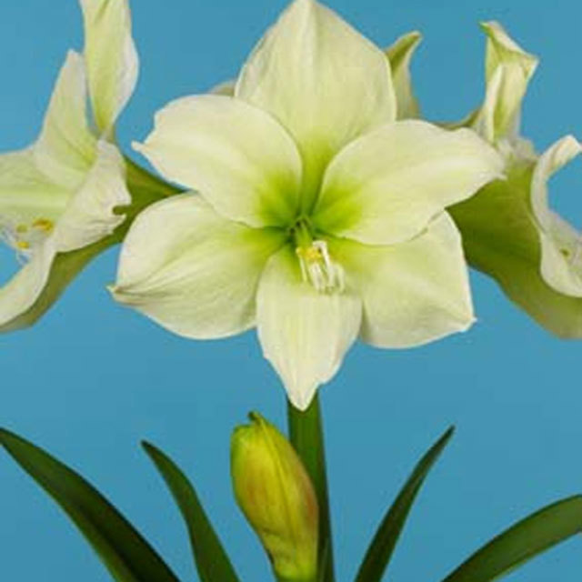 Hippeastrum Moonlight Tiny Black Flies