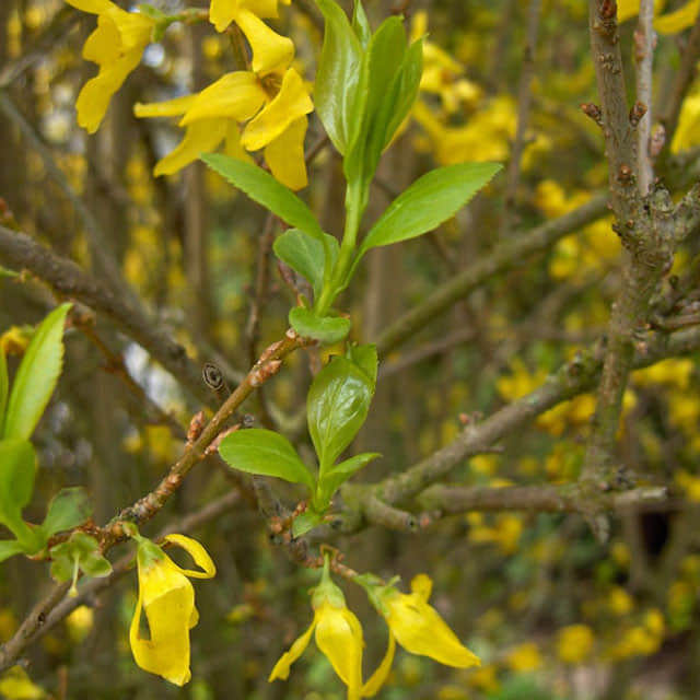Forsythia x intermedia