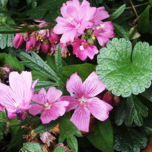 Sidalcea malviflora