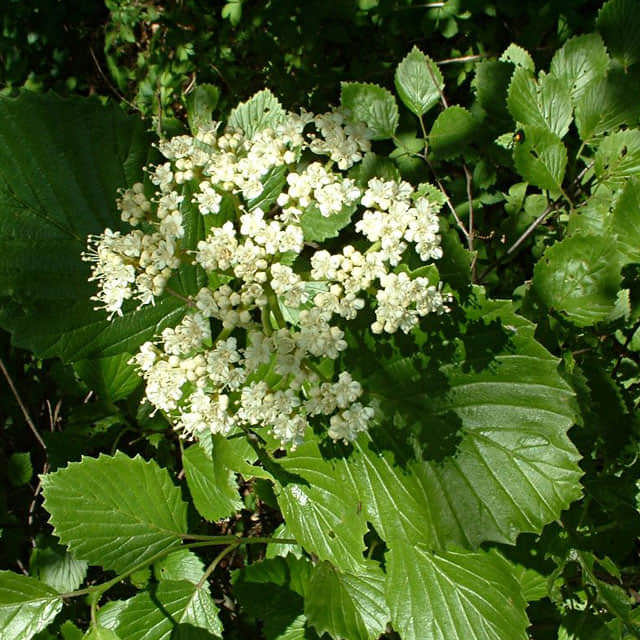 Viburnum dentatum