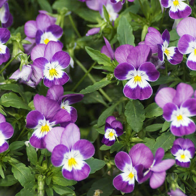 Viola cornuta