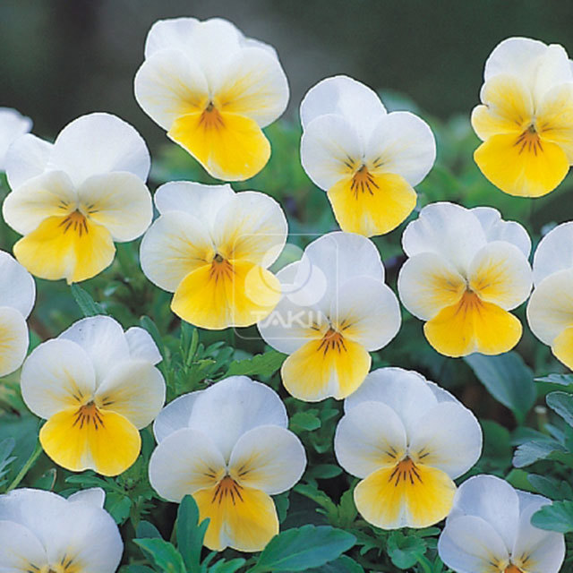 Viola cornuta Cream