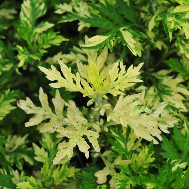 Artemisia vulgaris