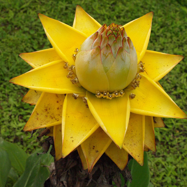 Musella lasiocarpa