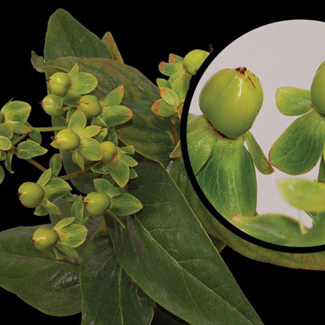 Hypericum Go Emerald