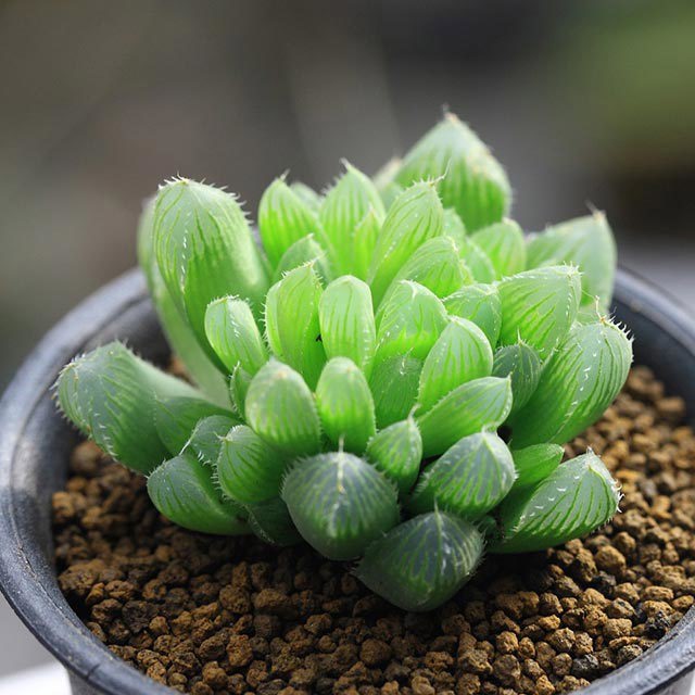 Haworthia cymbiformis triebnet poelln White Cottony Spots