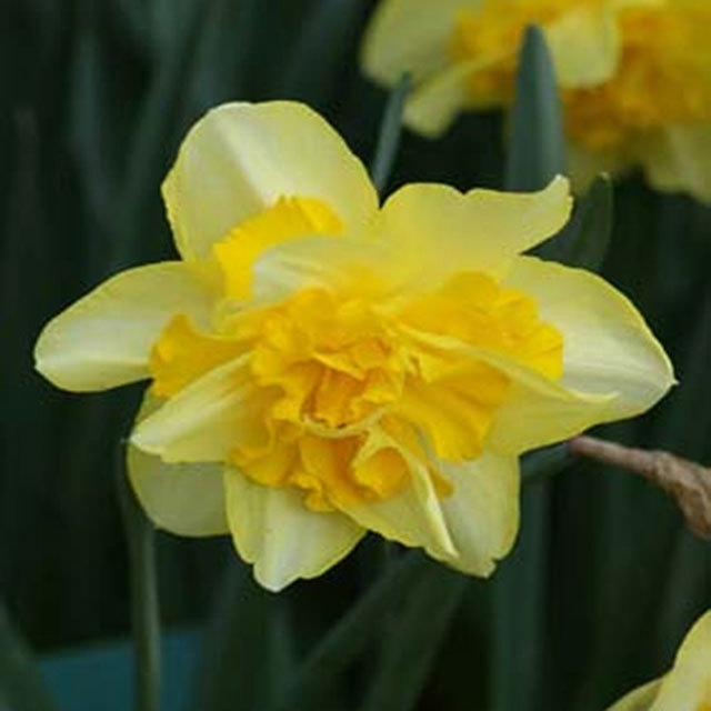 Narcissus Fashion Parade