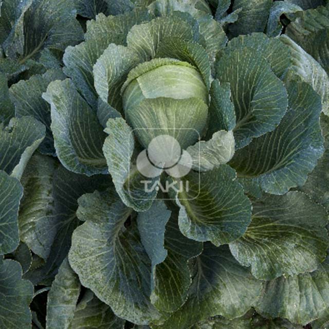 White Cabbage Valita F1 Brown Leaf Tips