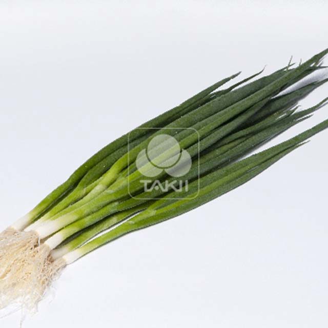 Bunching Onion Tycoon F1 Tiny Black Flies