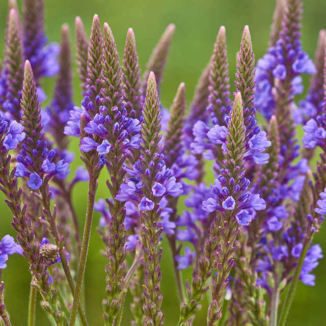 Verbena hastata Fine Webbing