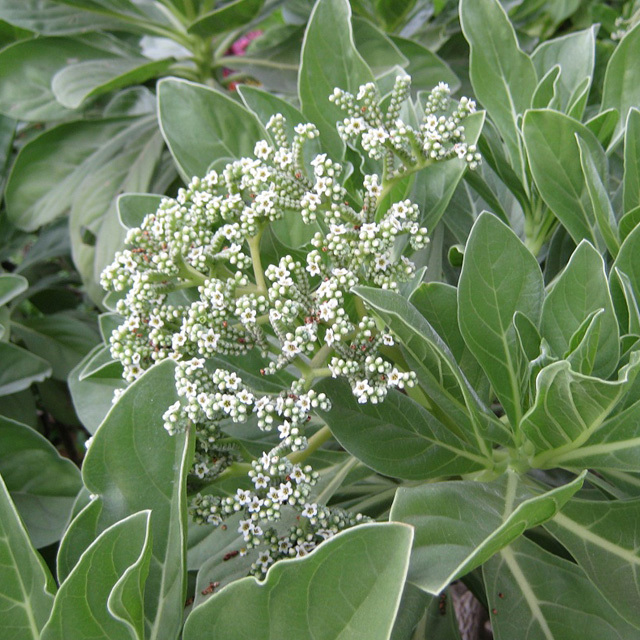 Tournefortia argentea
