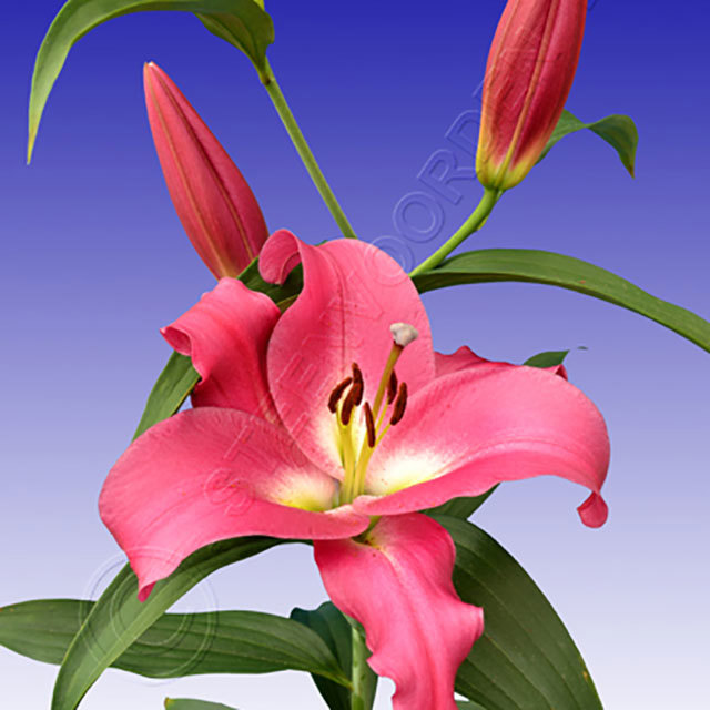 Lilium Competition Ragnatele sottili