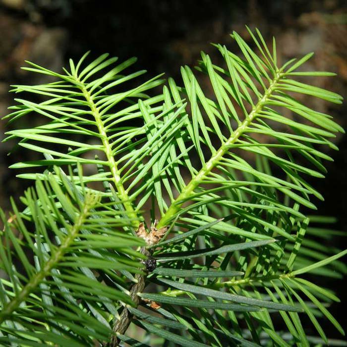 Abies concolor