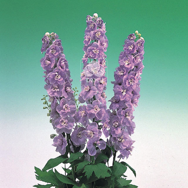Delphinium Aurora F1 Lavender White Powder