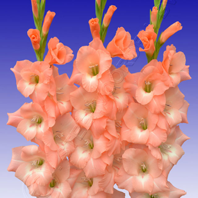 Gladiolus Flevo Effect