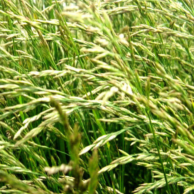 Festuca arundinacea