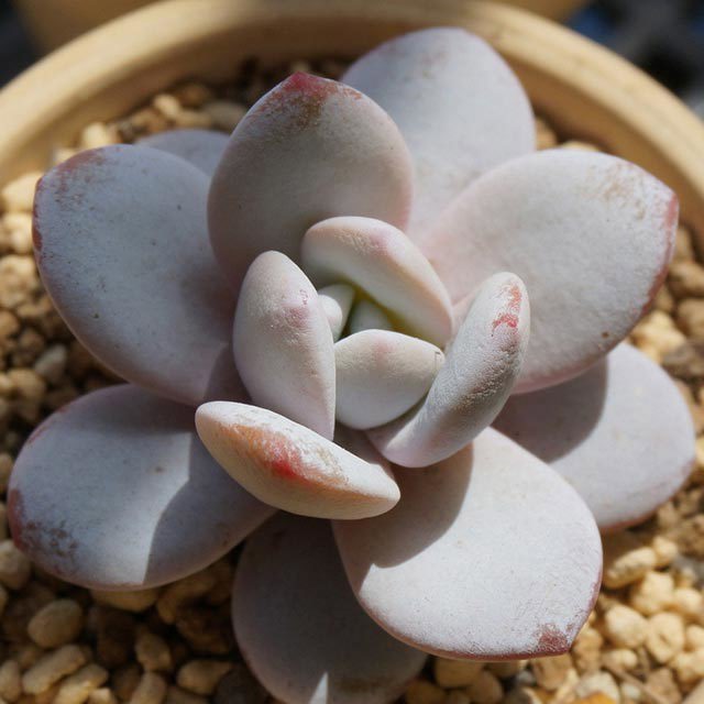 Echeveria laui Leggy Stems