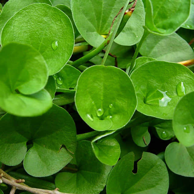 Dichondra repens