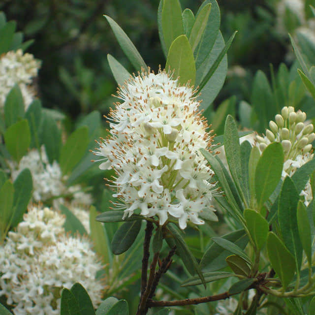 Rhododendron micranthum Fine Webbing