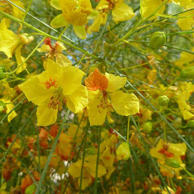 Parkinsonia aculeata