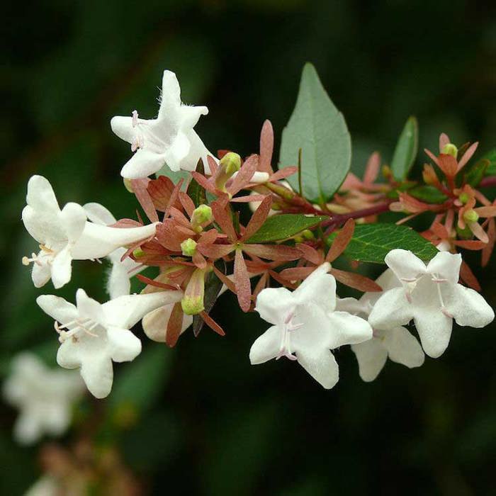 Abelia dielsii